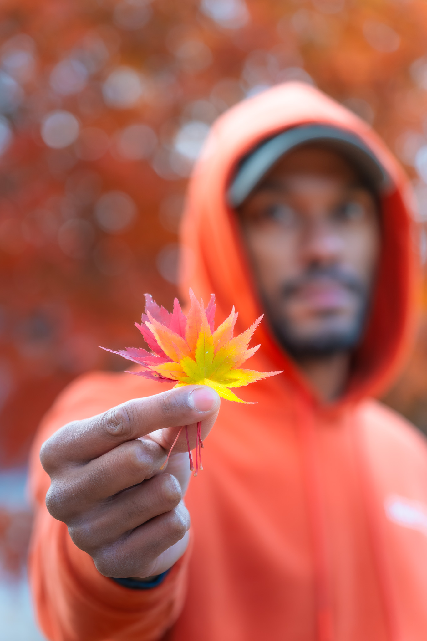 feuilles de différentes couleurs pendant l'automne au Japon