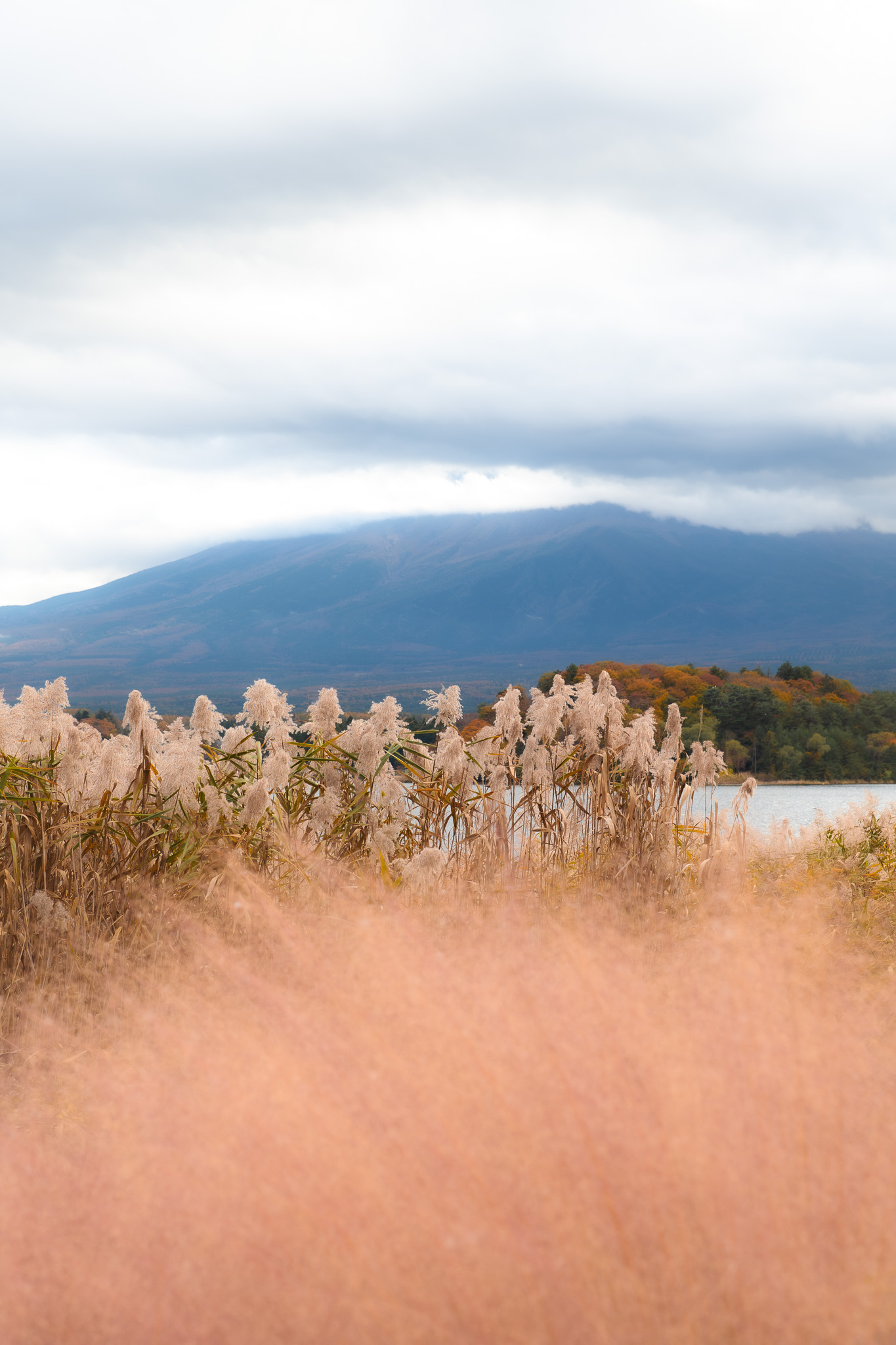 vue sur le Mont Fuji dans les nuages du parc Oishi