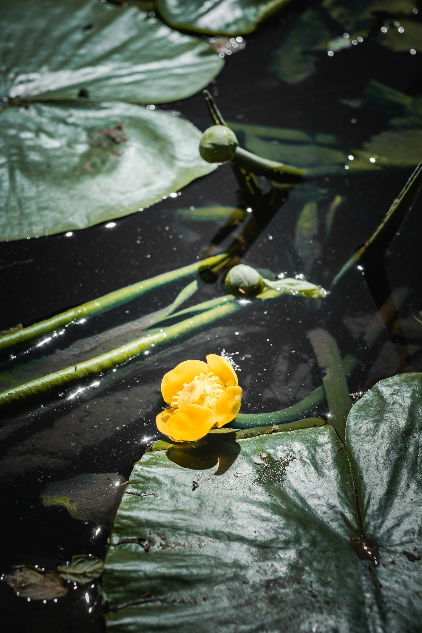 nénuphar sur le Loing