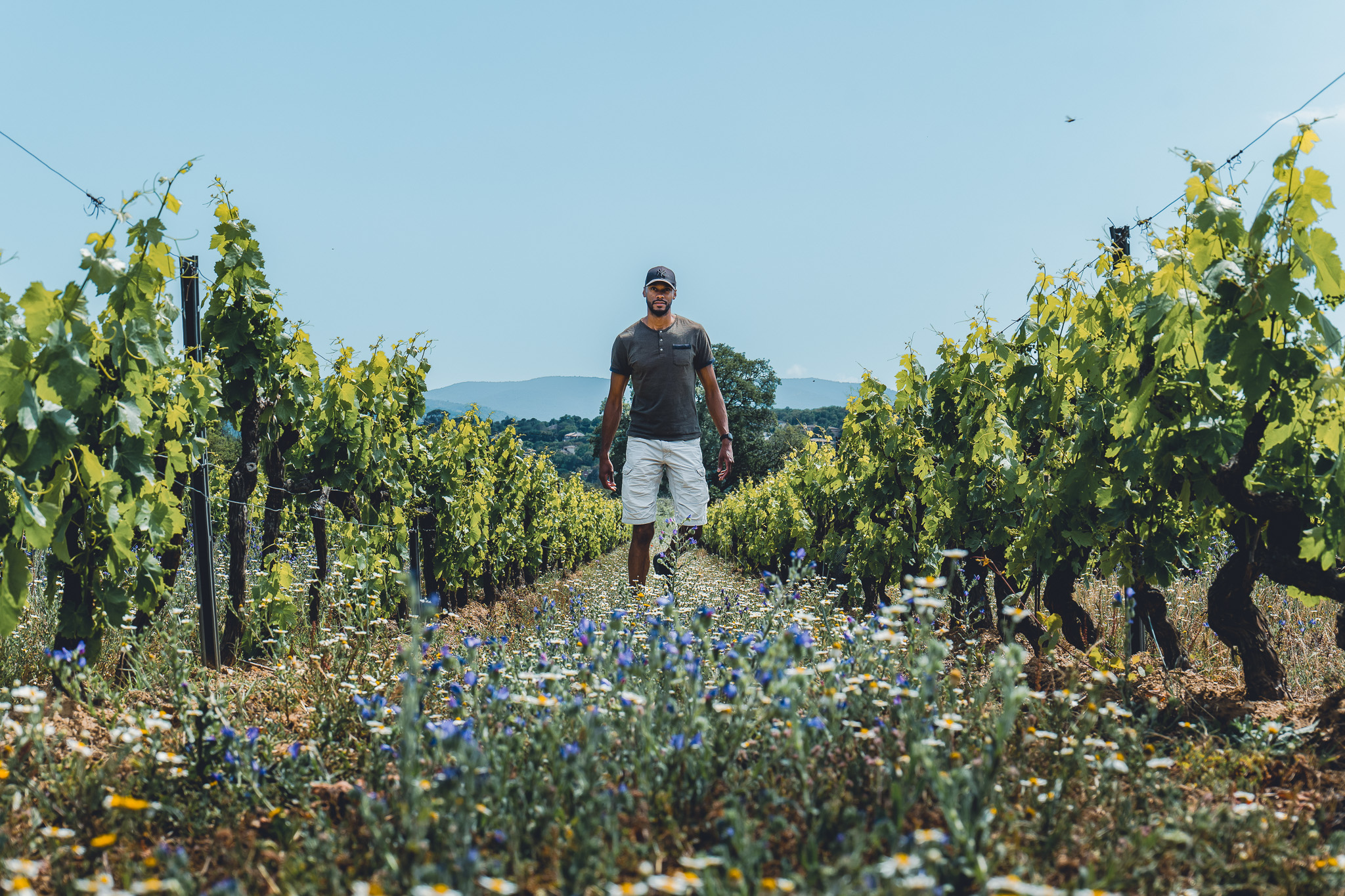 Vignes du Clos des B à Grimaud