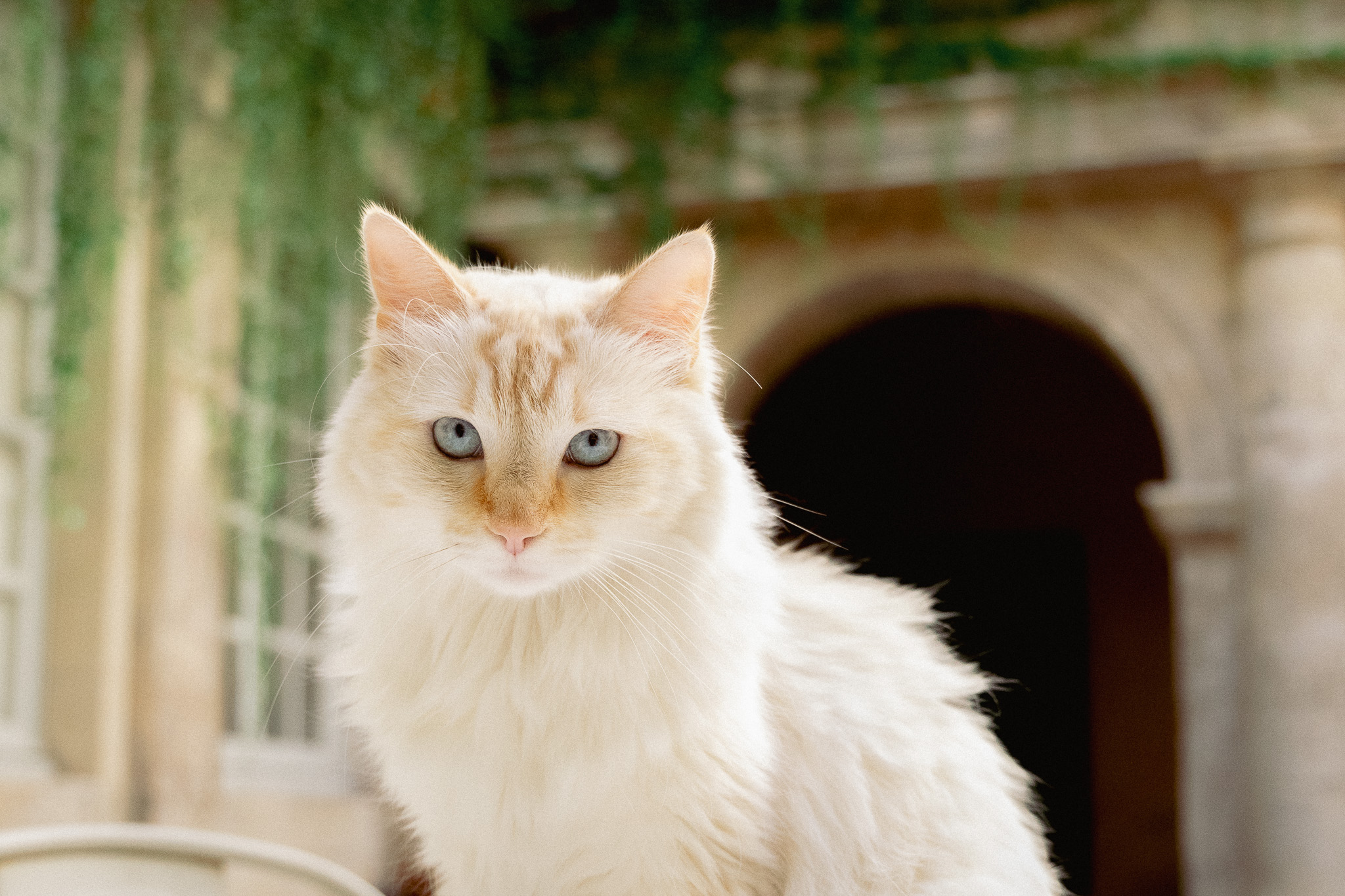 Chat dans un hôtel particulier dans le centre ville de Nîmes